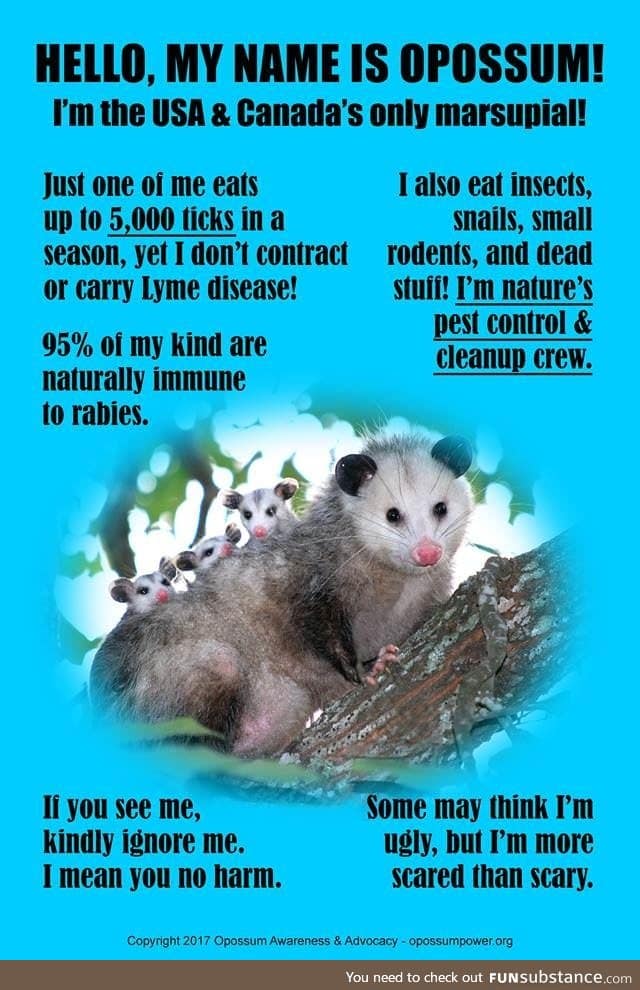 Opossums are friends