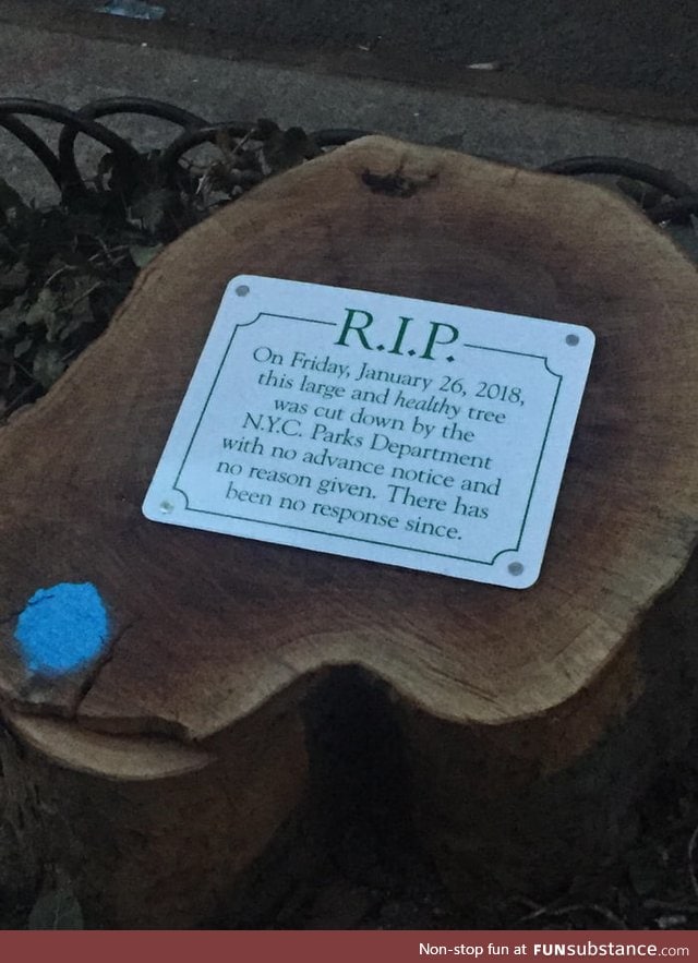 Healthy tree turned stump in NYC receives plaque