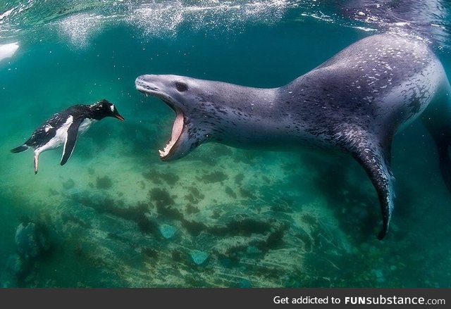 PsBattle: This leopard seal snacking on a penguin