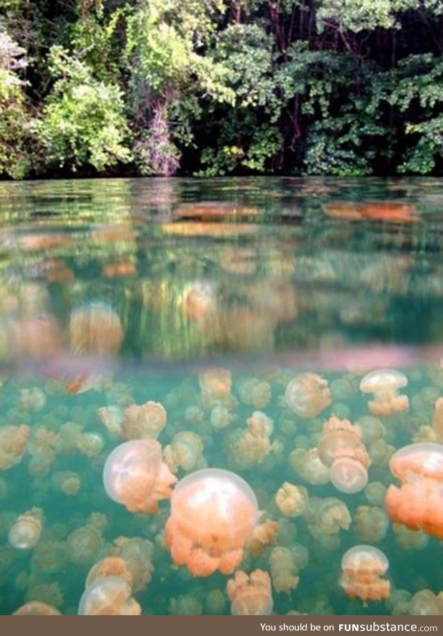 This lake full of jellyfish