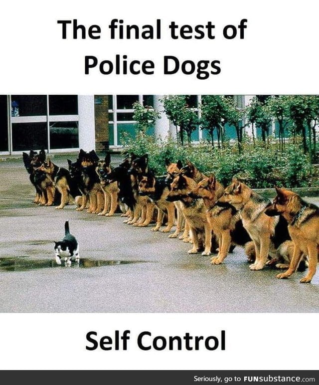 The final test of Police Dogs