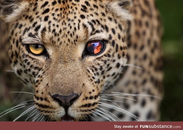 This Leopards damaged eye