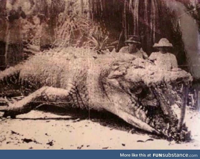 The only known photograph of the giant 28ft crocodile that was killed in Queensland