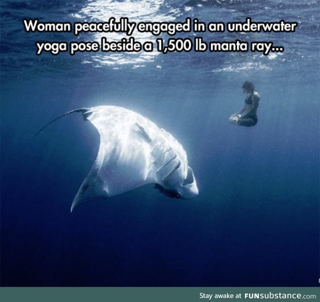 1500 lbs manta ray