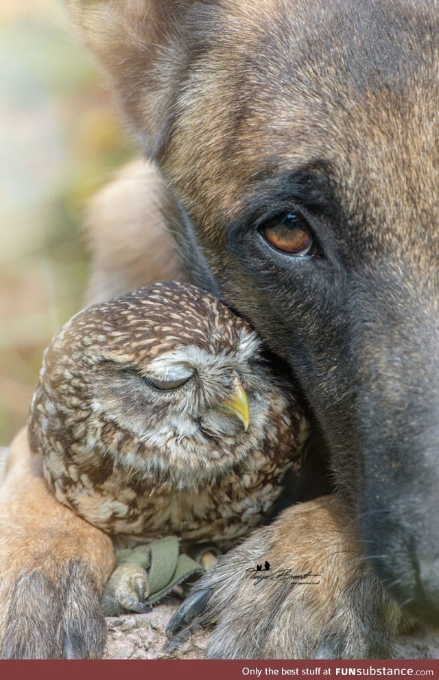Ingo and her owl friend