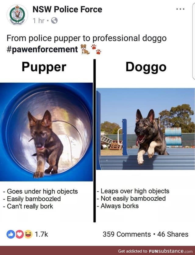 Pupper improvement