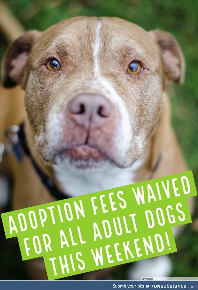 ADOPTION FEES WAIVED FOR ALL DOGS ONE YEAR AND OLDER THIS WEEKEND!  AWLArlington, VA