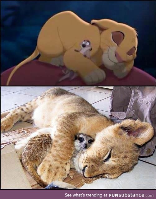 The real inspiration to make Lion King