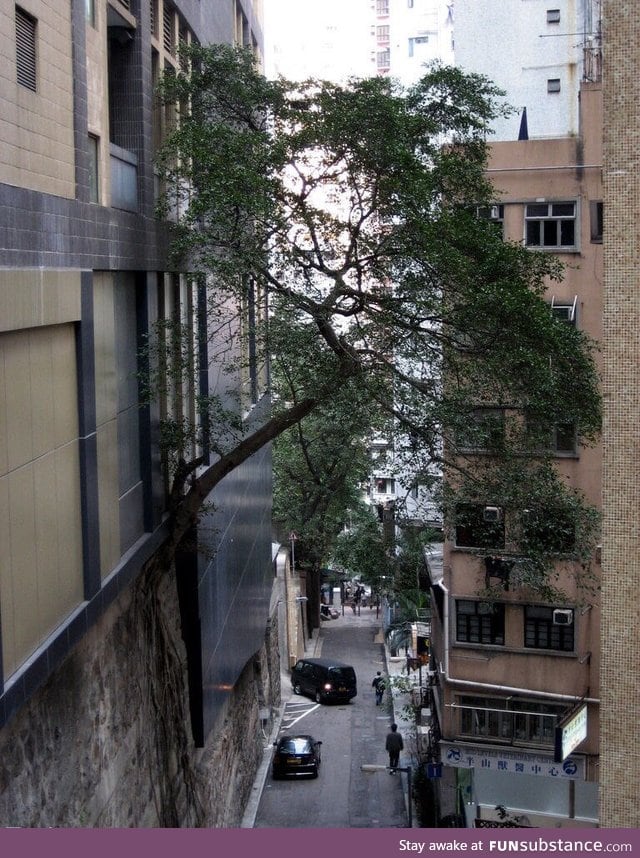 A determined tree in Hong Kong