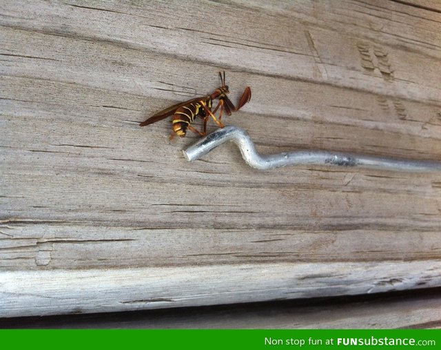 Preying mantis wasp?!