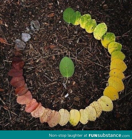 Life cycle of a leaf