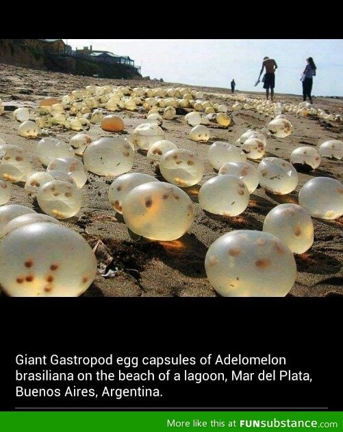 Gastropod egg capsules