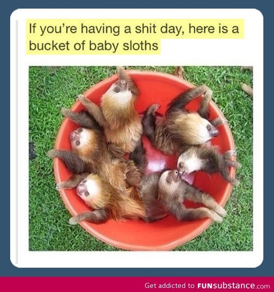 Baby sloths for your bad day