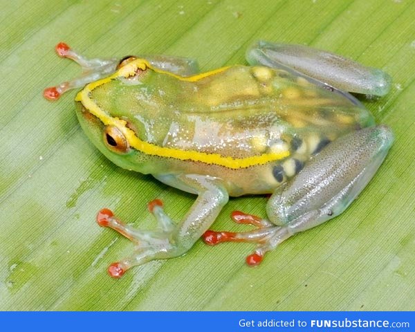 A transparent pregnant frog