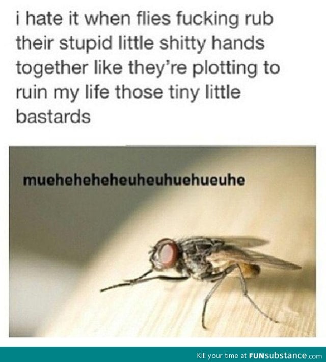 Those damn flies
