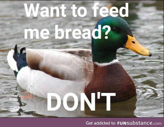 Ducks get nearly zero nutrition from bread. It fills them up and they do not benefit