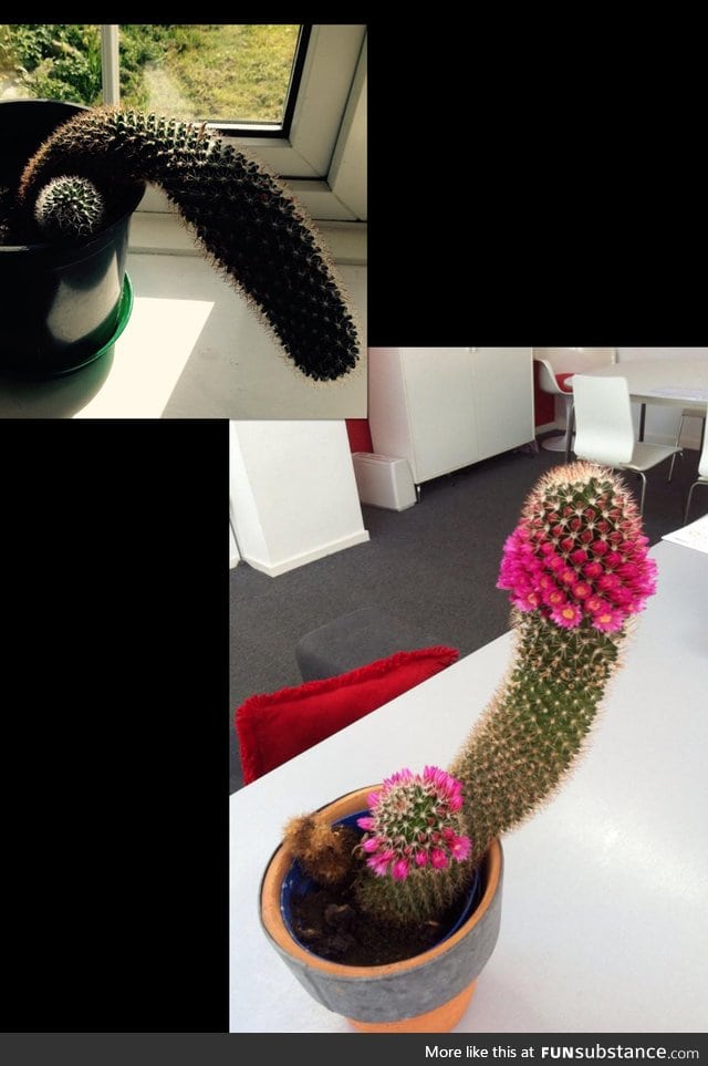 Every year this flaccid cactus erects itself