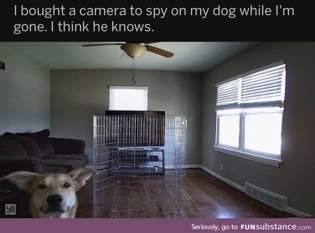 Spying on the dog