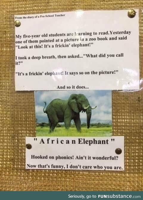 A frickin’ elephant