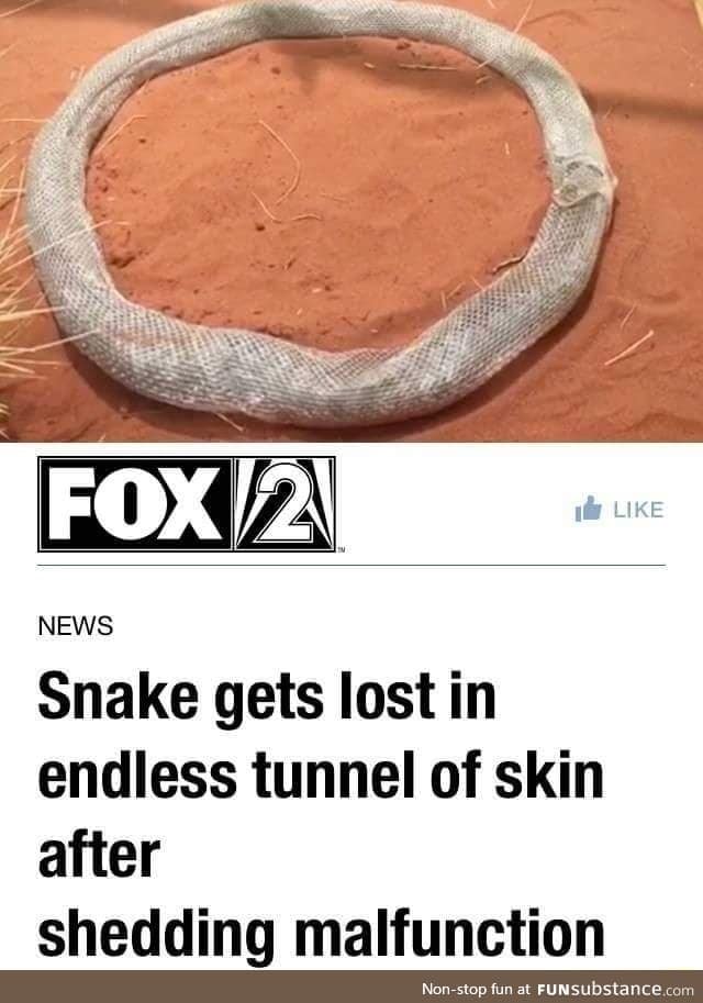 Snake lost in itself