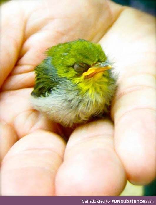 The Japanese White-eye (Zosterops japonicus), also known as the mejiro bird