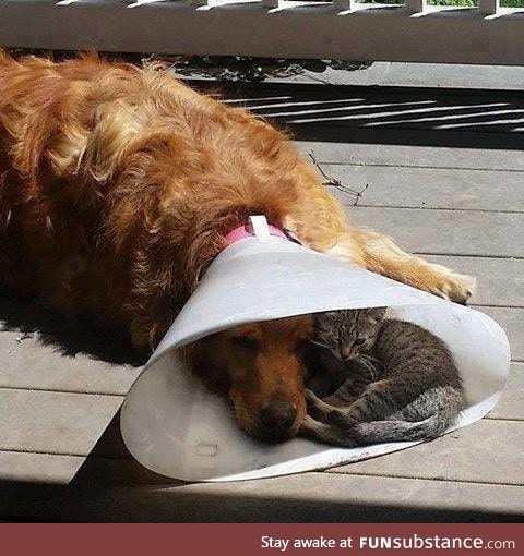 Cone of shame and chill?