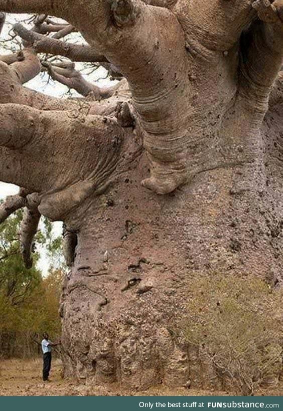 Meet the tree that was there 4,000 years before Jesus
