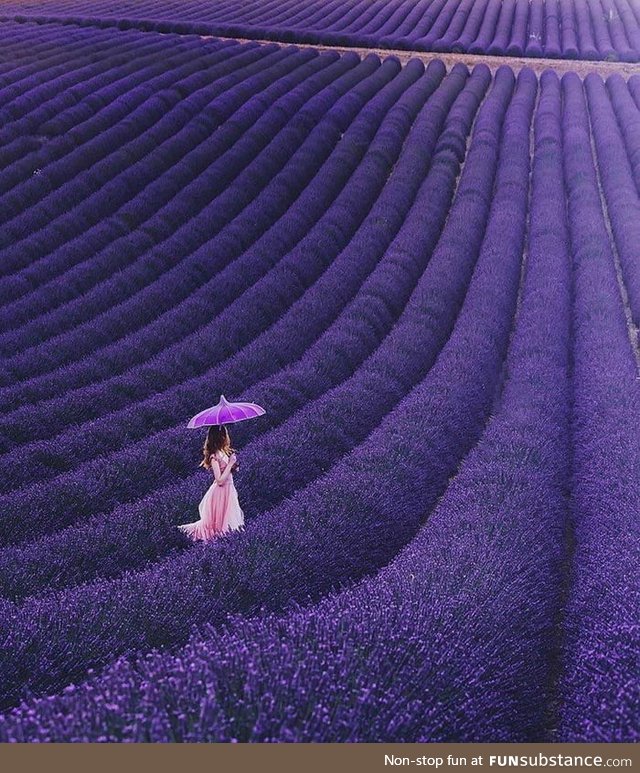 France's Lavender Fields