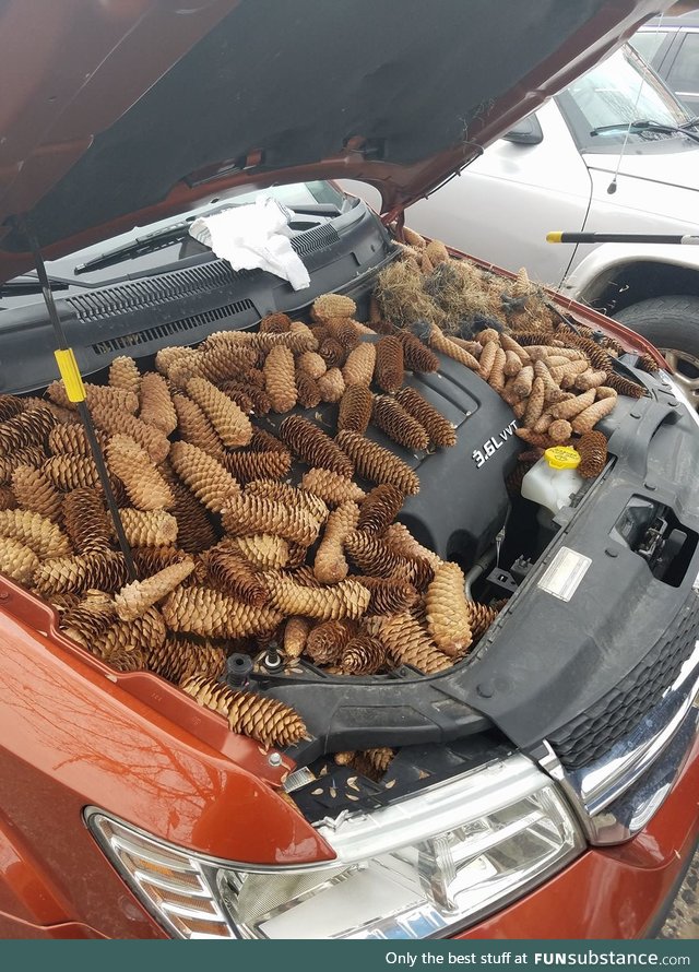 Squirrels stash 50 pounds of pine cones in car engine