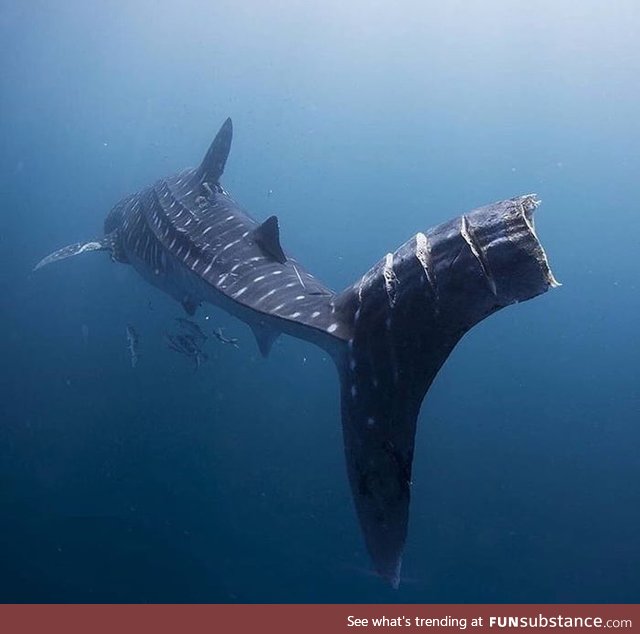 This giant whale shark survived a life threatening encounter with large ship propellers
