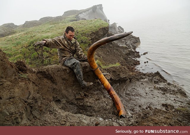 New gold rush: Ivory hunters dig for mammoth tusks in Siberia