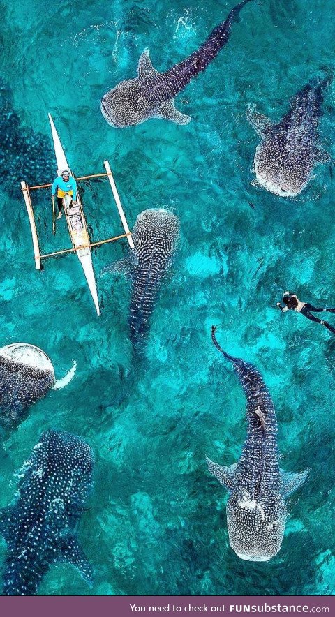 Whale sharks - oslob, cebu island, phillipines