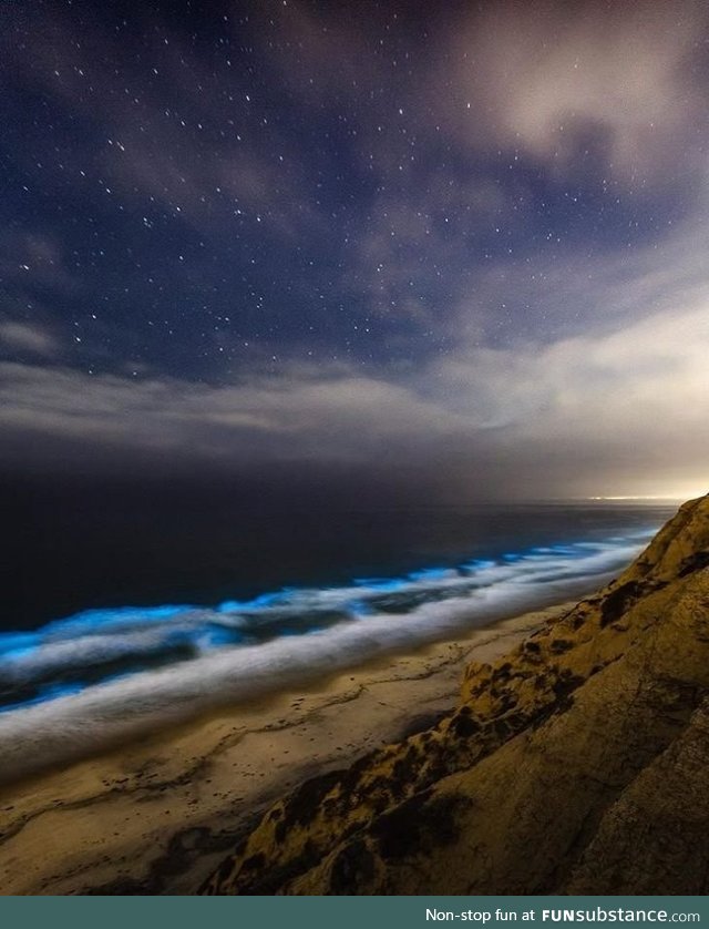 San Diego's bioluminescence