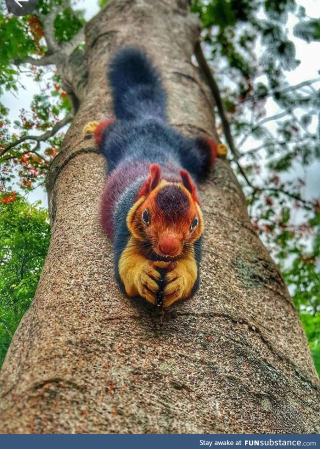 The Malabar Giant Squirrel for your viewing pleasure