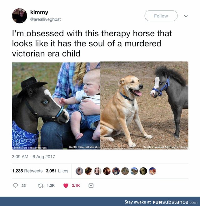 Scary little horse has seen some shit