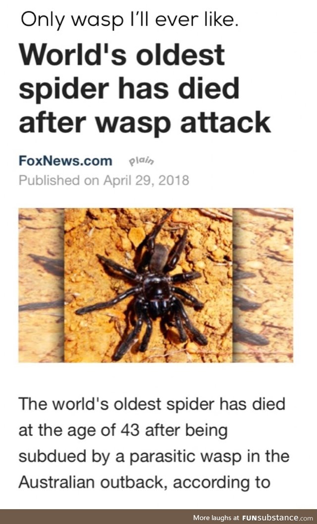 Wasp vs spider