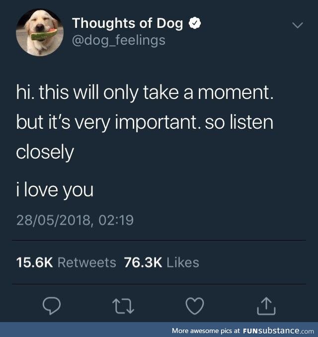 Dogs don't lie