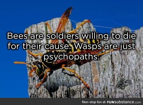 Bees vs wasps
