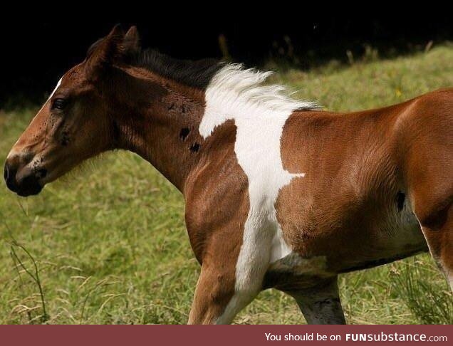 This horse has a horse as its partern