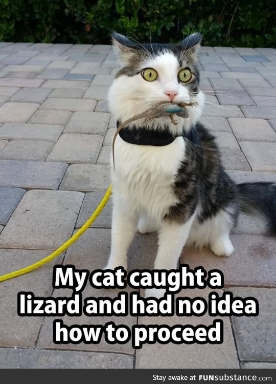 Cat caught a lizard
