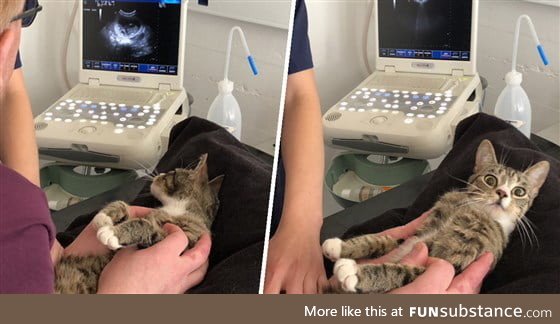 Cat find out she is pregnant