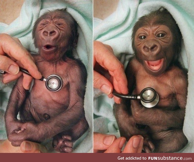 Stethoscope is too cold for baby gorilla