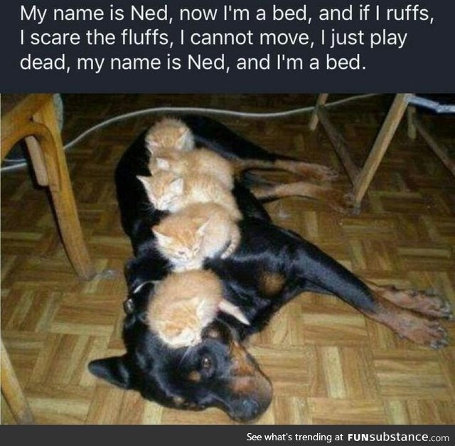 I'm Ned and I'm bed