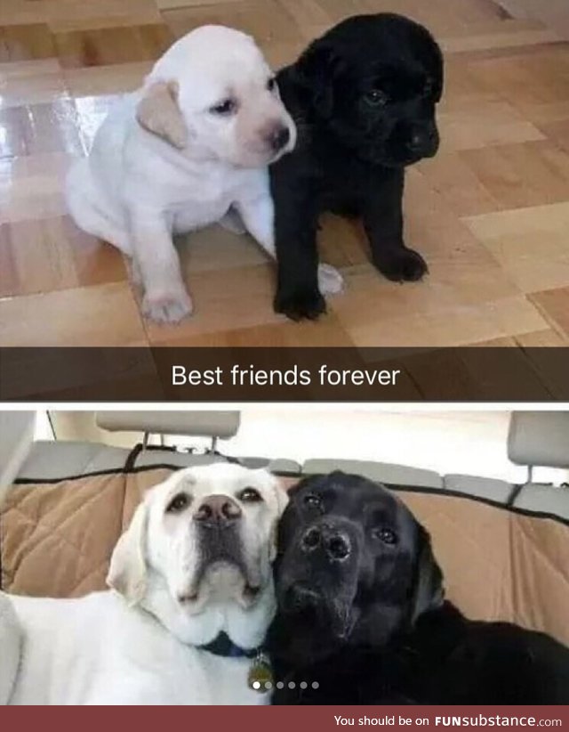 Best friends forever