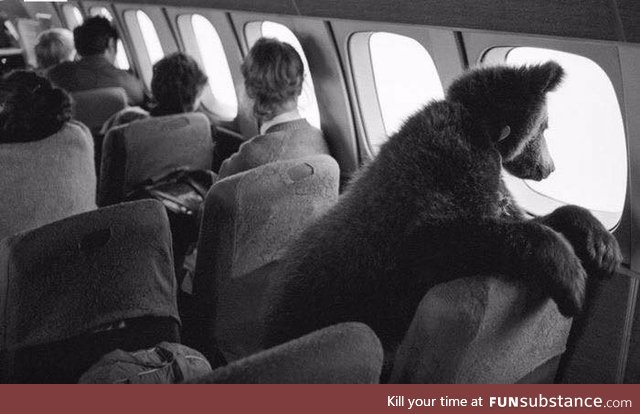 Siberian baby bear Dasha on the way to Prague, year 1987