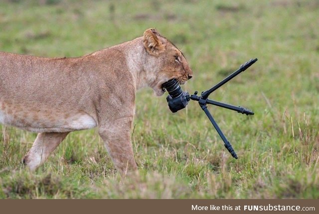 Lion steals camera