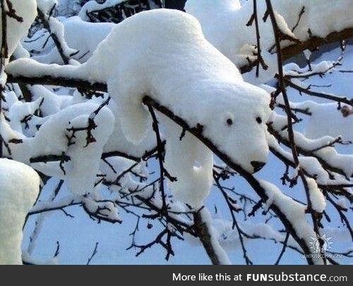 The rare arctic snowhound