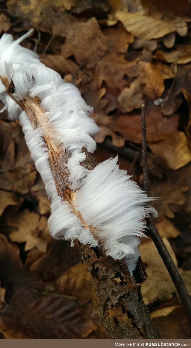 In the right conditions, when water freezes in dead wood it can create ‘Hair Ice’
