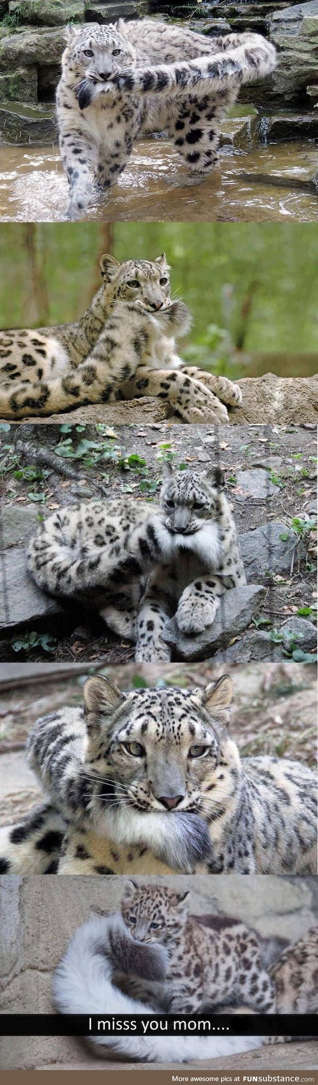 Snow leopards are precious