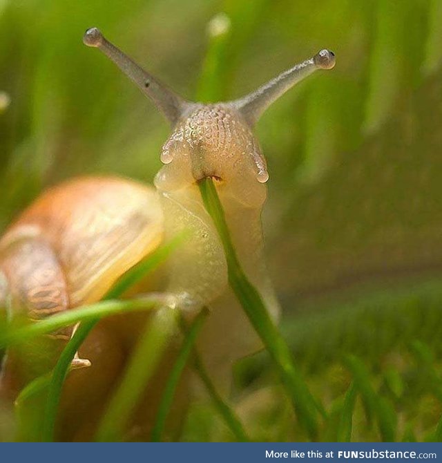 Snail eating a blade of grass